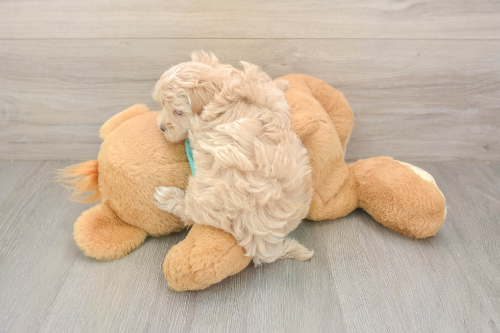 Sweet Maltipoo Baby