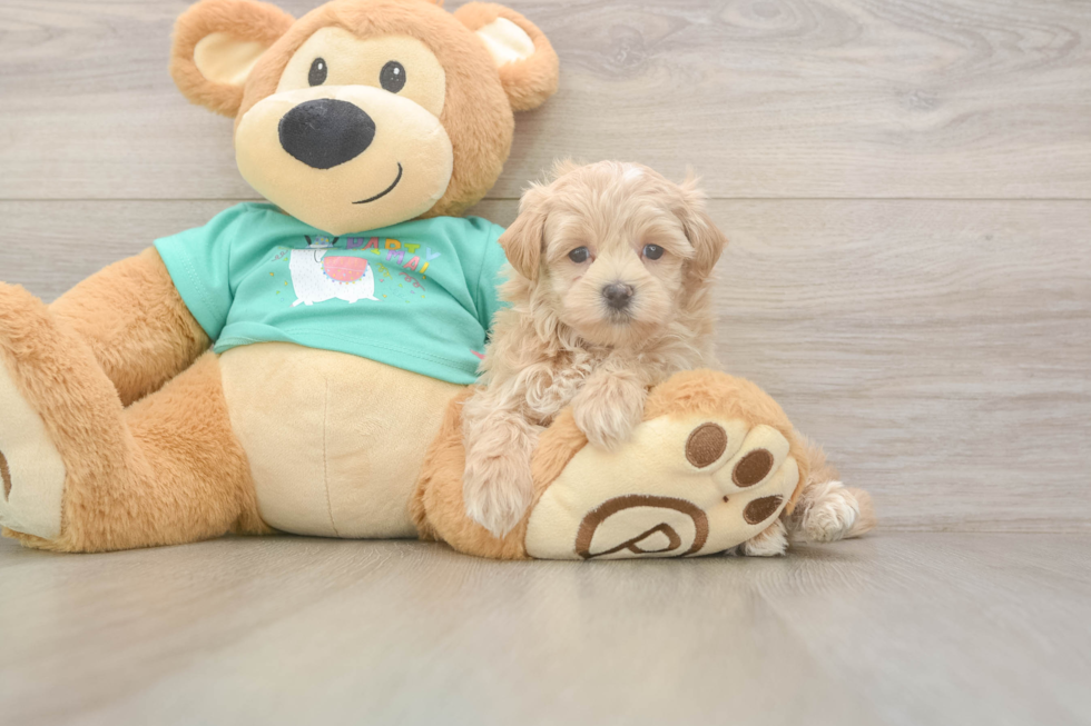 Maltipoo Puppy for Adoption