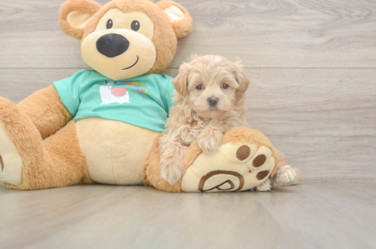 Maltipoo Puppy for Adoption