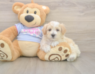 8 week old Maltipoo Puppy For Sale - Seaside Pups