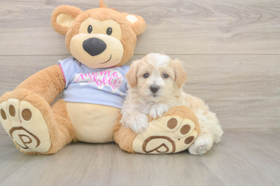 6 week old Maltipoo Puppy For Sale - Seaside Pups