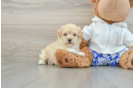 Maltipoo Pup Being Cute