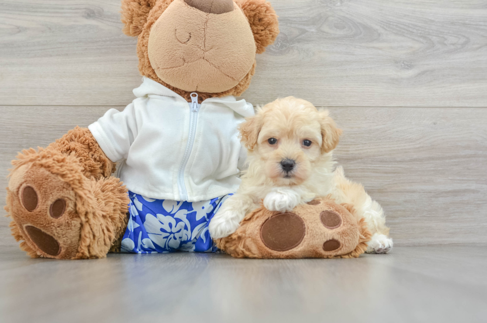 6 week old Maltipoo Puppy For Sale - Seaside Pups