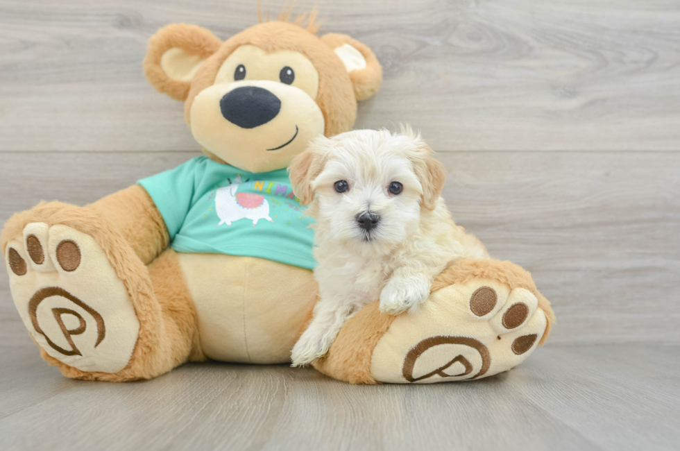 5 week old Maltipoo Puppy For Sale - Seaside Pups