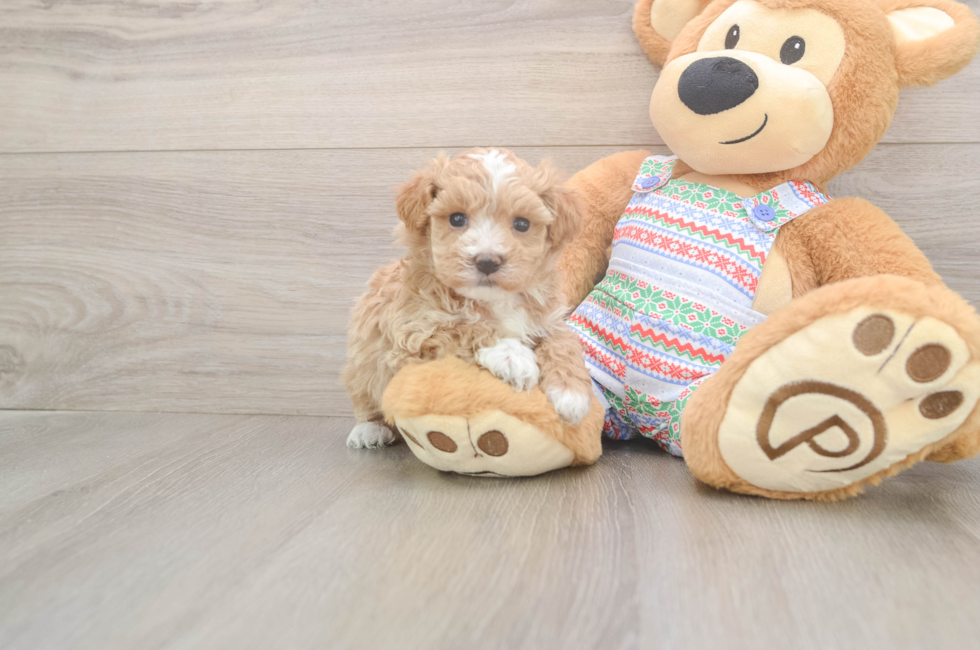 5 week old Maltipoo Puppy For Sale - Seaside Pups