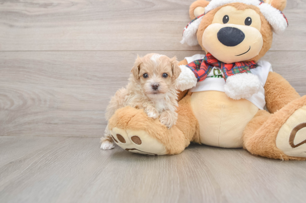 5 week old Maltipoo Puppy For Sale - Seaside Pups