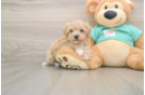 Funny Maltipoo Poodle Mix Pup