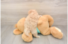 Energetic Moodle Poodle Mix Puppy