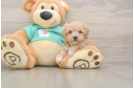 Energetic Malt a Poo Poodle Mix Puppy