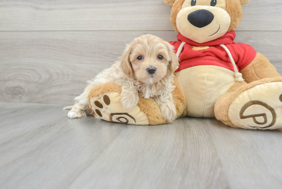 Maltipoo Pup Being Cute
