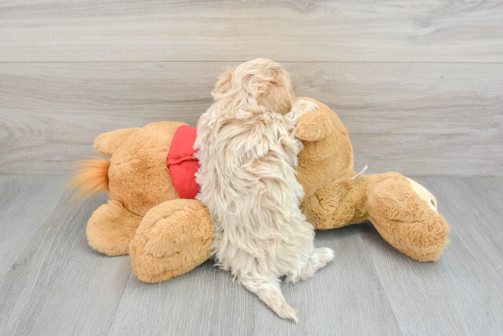 Small Maltipoo Baby