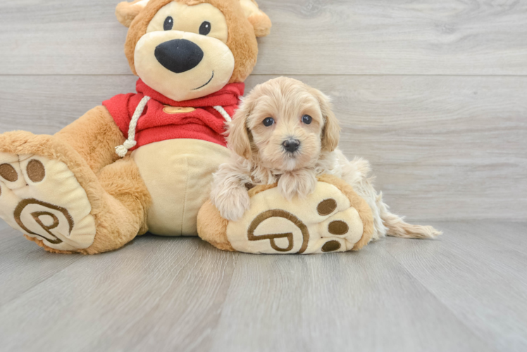 Cute Maltipoo Baby