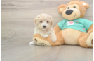 Maltipoo Pup Being Cute
