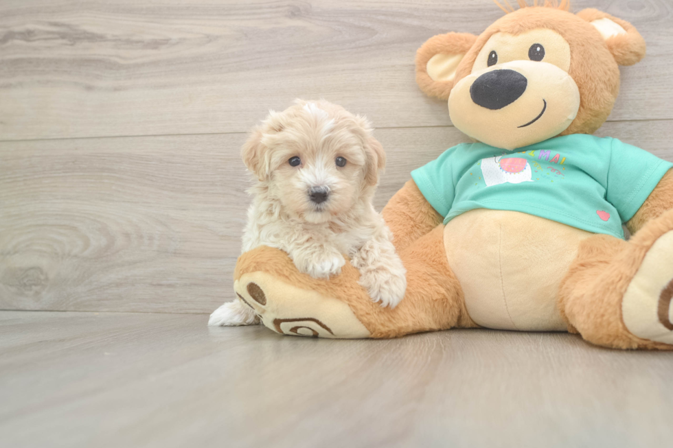 Maltipoo Pup Being Cute