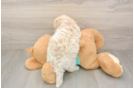 Popular Maltipoo Poodle Mix Pup
