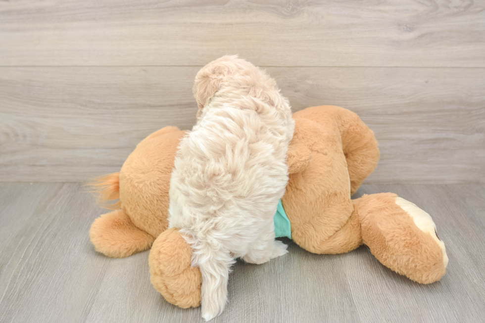 Popular Maltipoo Poodle Mix Pup