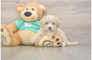 Popular Maltipoo Poodle Mix Pup
