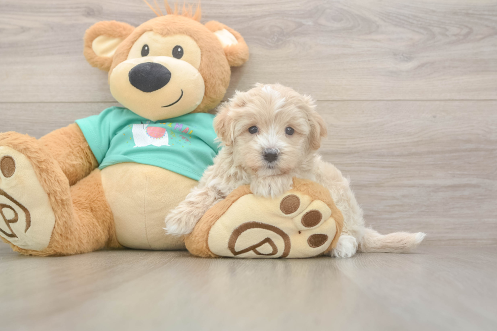 Popular Maltipoo Poodle Mix Pup