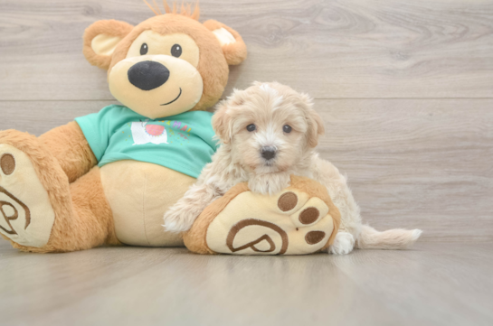 Popular Maltipoo Poodle Mix Pup