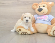 8 week old Maltipoo Puppy For Sale - Seaside Pups