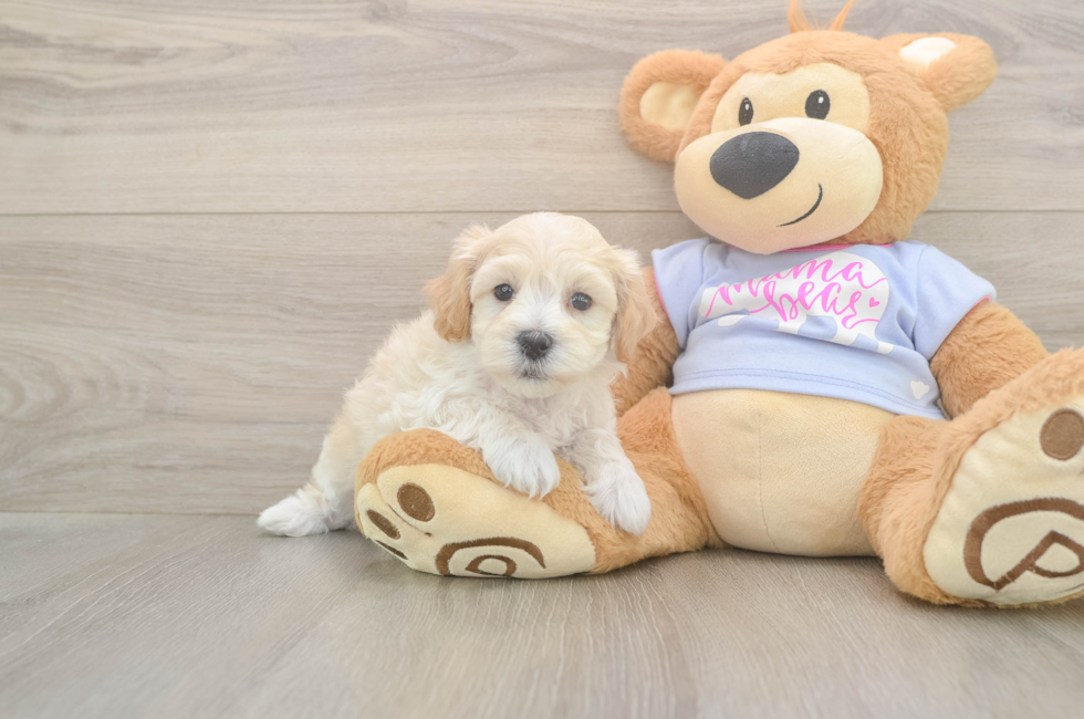 6 week old Maltipoo Puppy For Sale - Seaside Pups