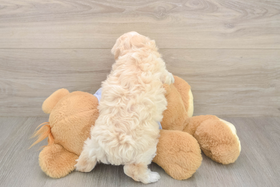 Maltipoo Pup Being Cute