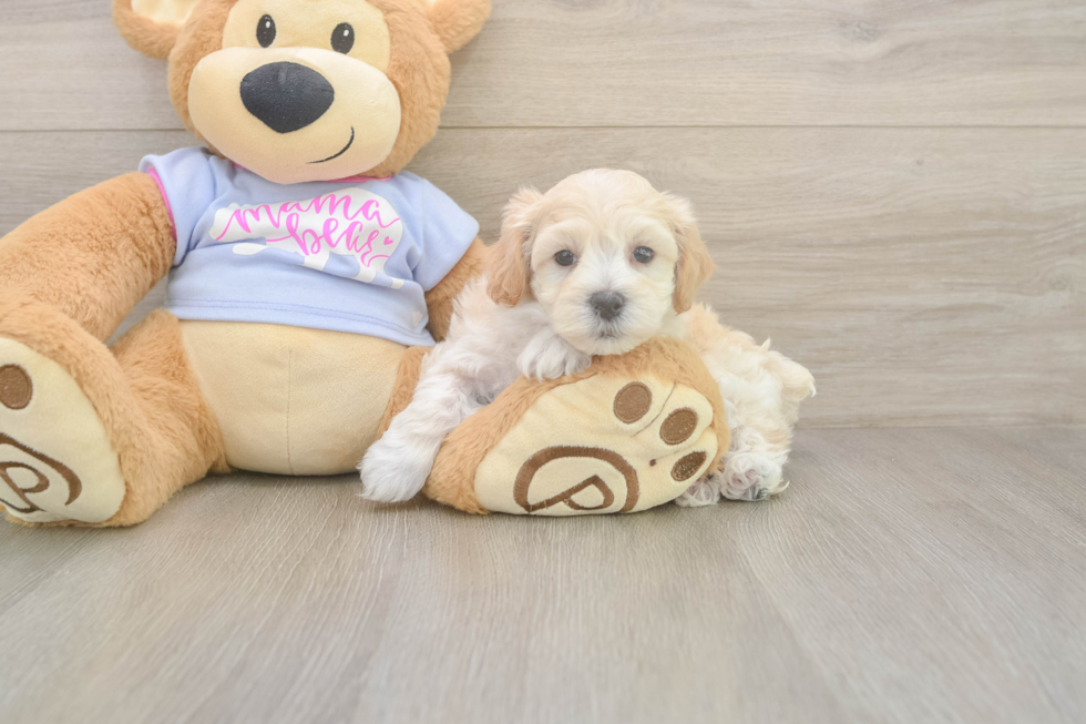 Maltipoo Pup Being Cute