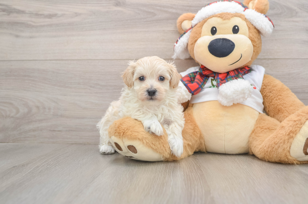 5 week old Maltipoo Puppy For Sale - Seaside Pups