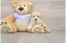 Hypoallergenic Malt Oodle Poodle Mix Puppy