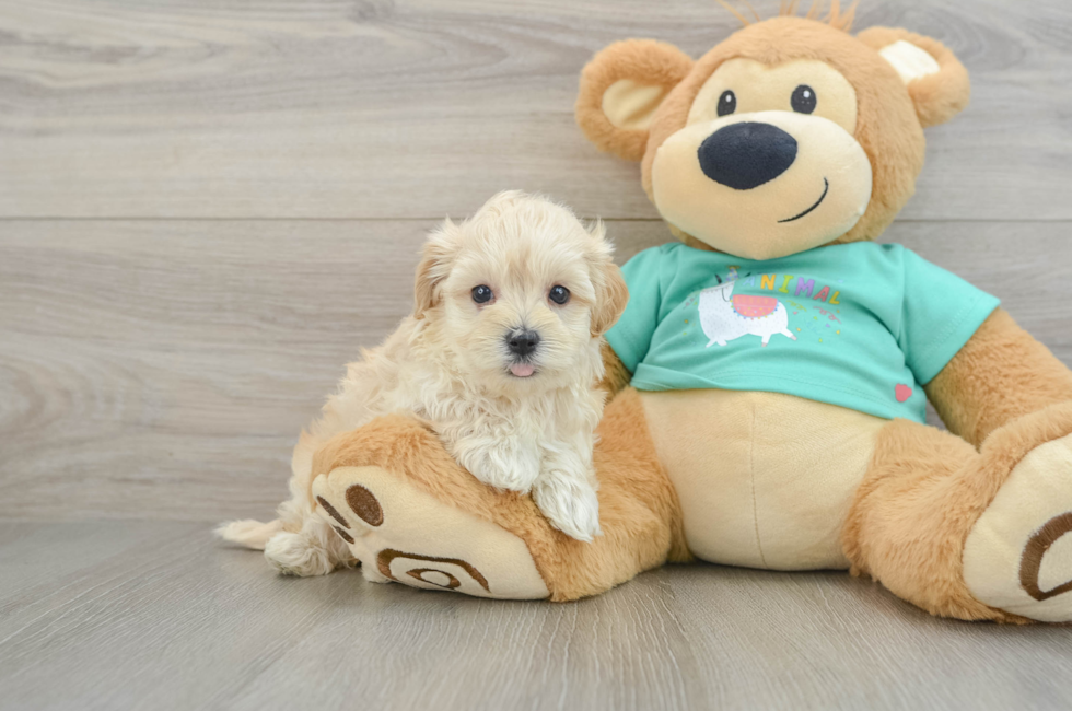 5 week old Maltipoo Puppy For Sale - Seaside Pups