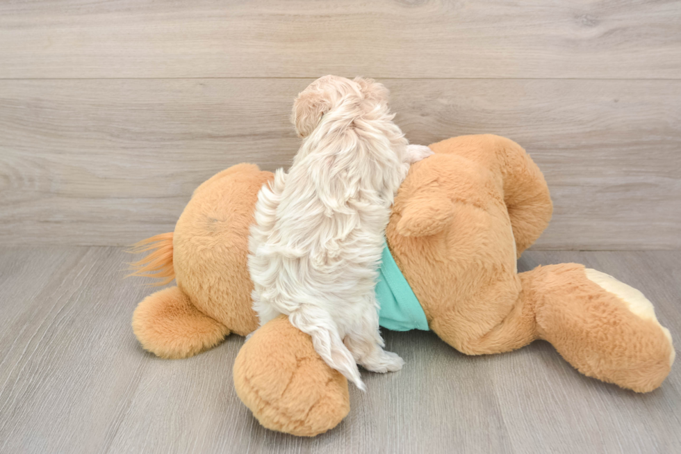 Best Maltipoo Baby