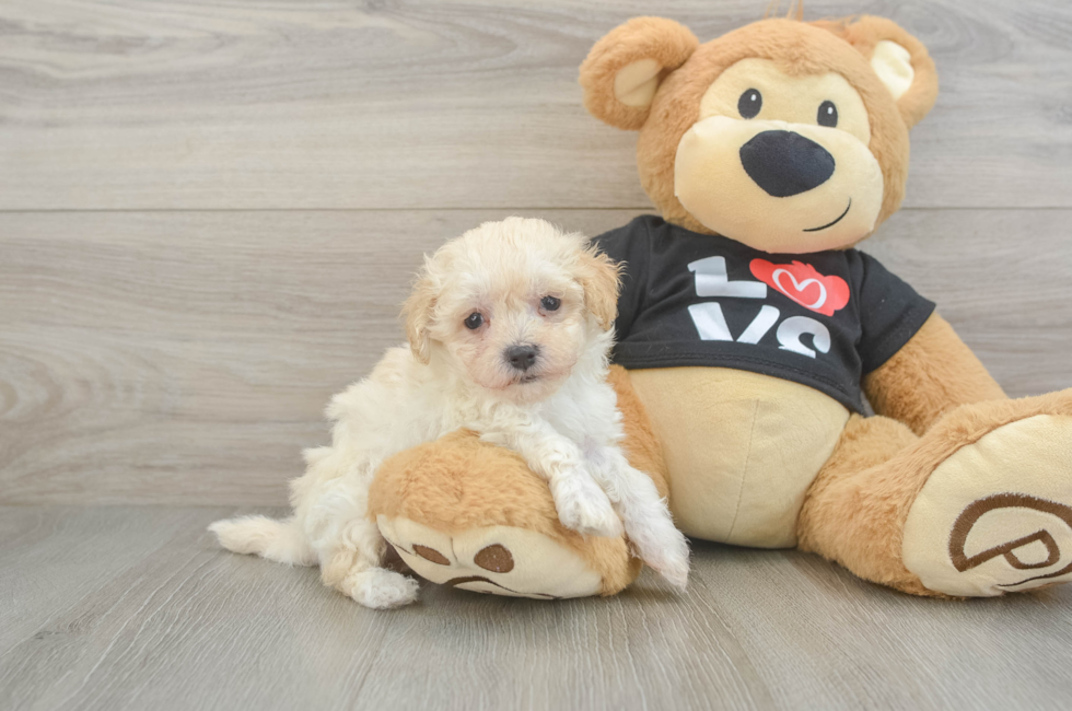 6 week old Maltipoo Puppy For Sale - Seaside Pups