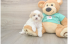 Petite Maltipoo Poodle Mix Pup