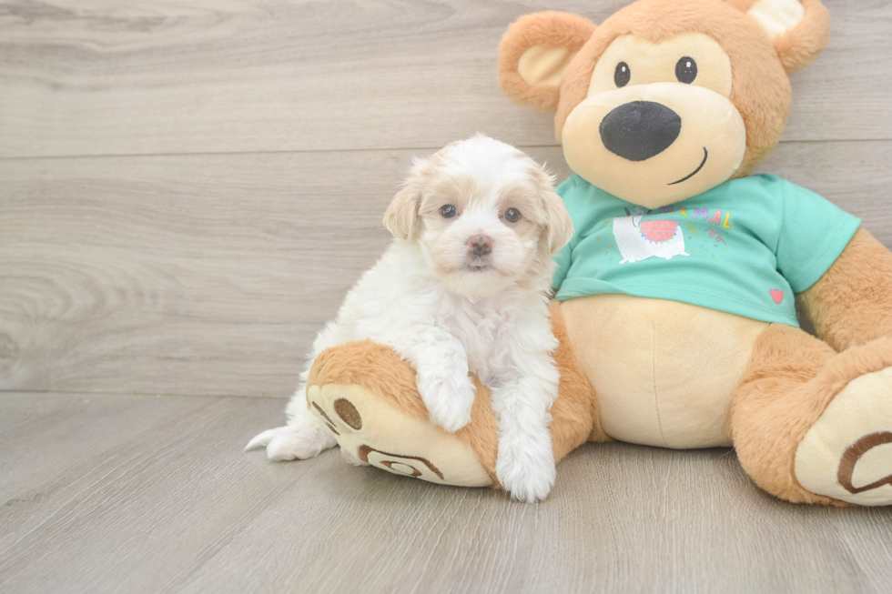 Petite Maltipoo Poodle Mix Pup
