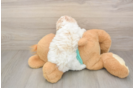 Popular Maltipoo Poodle Mix Pup