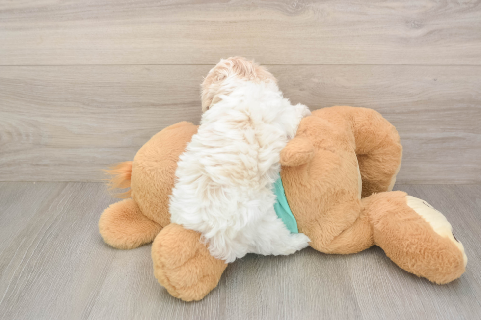 Popular Maltipoo Poodle Mix Pup