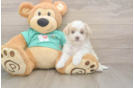 Playful Malt a Poo Poodle Mix Puppy