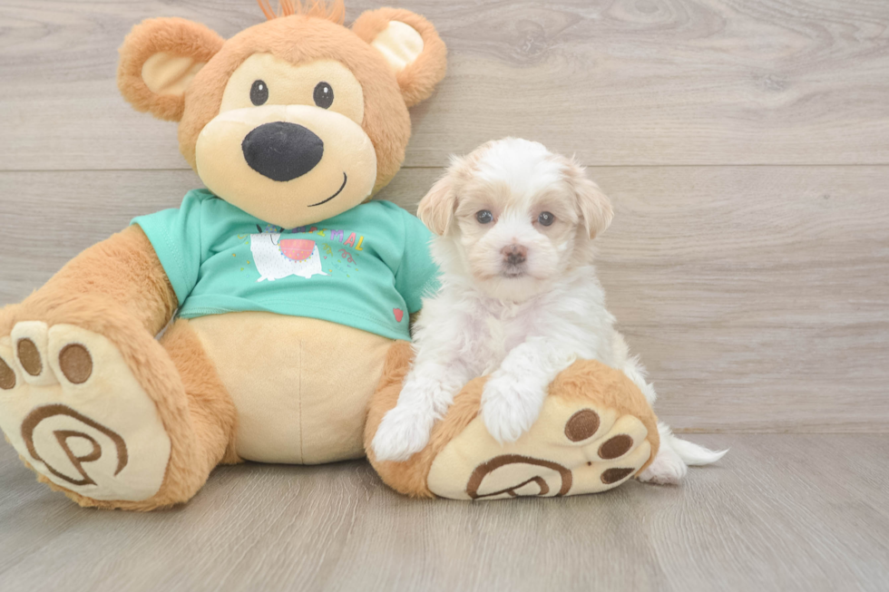 Playful Malt a Poo Poodle Mix Puppy