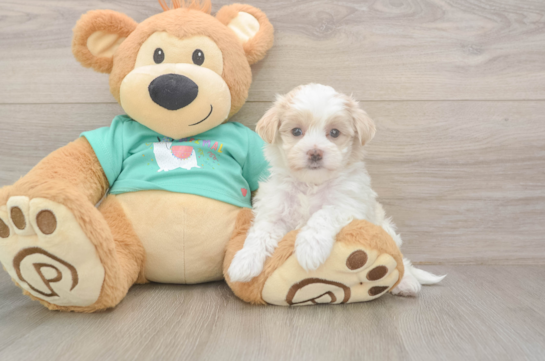 Playful Malt a Poo Poodle Mix Puppy