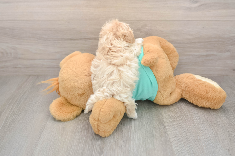 Maltipoo Pup Being Cute