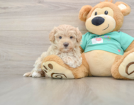 9 week old Maltipoo Puppy For Sale - Seaside Pups