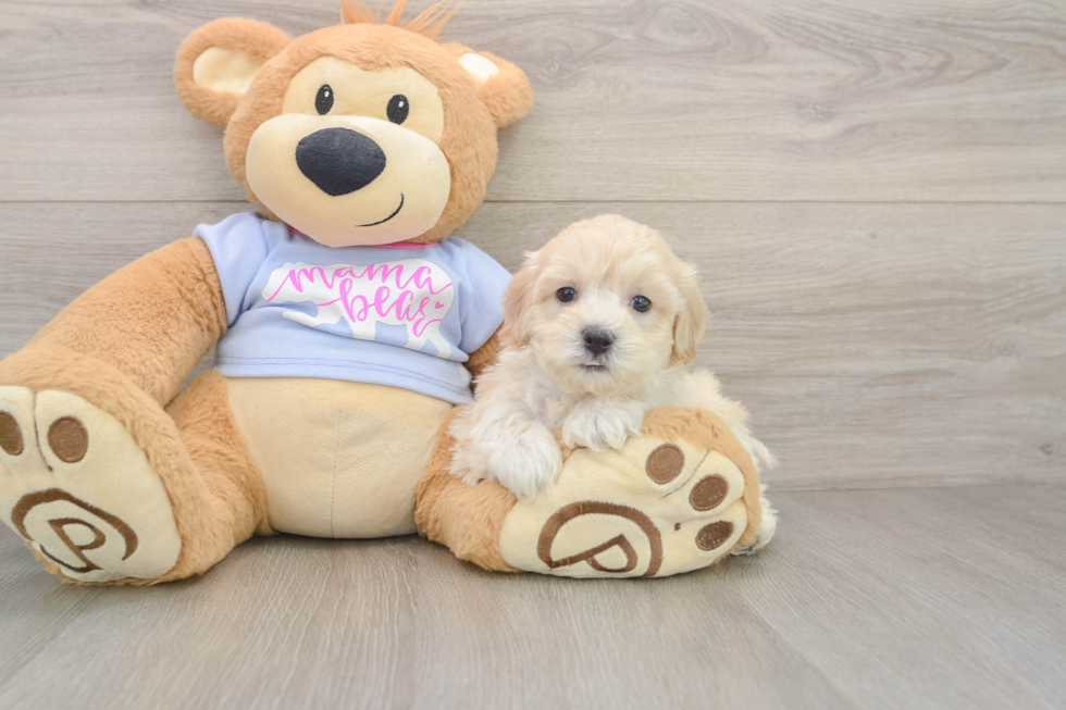 Best Maltipoo Baby