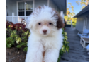 Cute Maltipoo Poodle Mix Pup