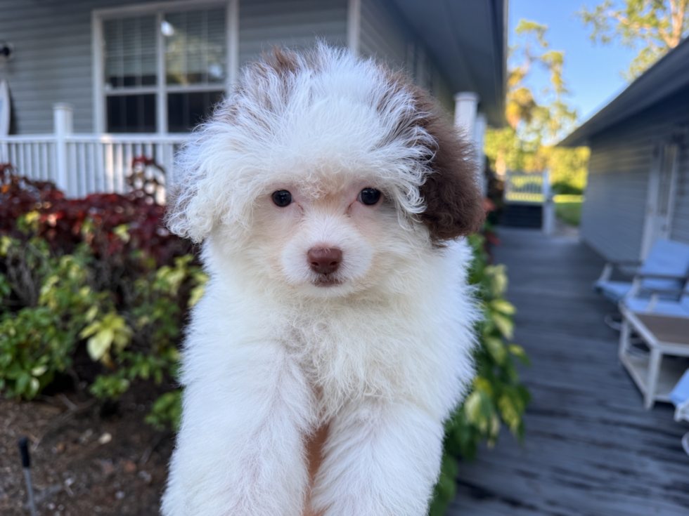 Cute Maltipoo Poodle Mix Pup