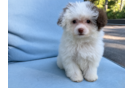 Maltipoo Puppy for Adoption