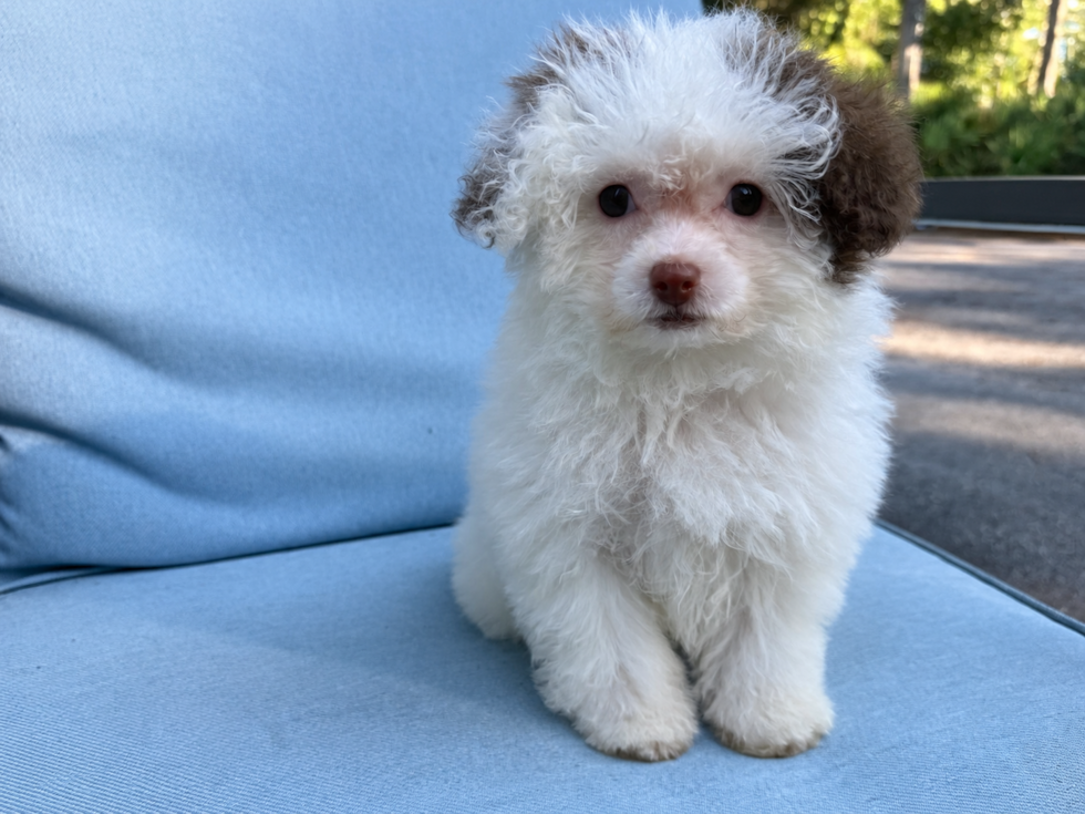 Maltipoo Puppy for Adoption