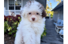Best Maltipoo Baby