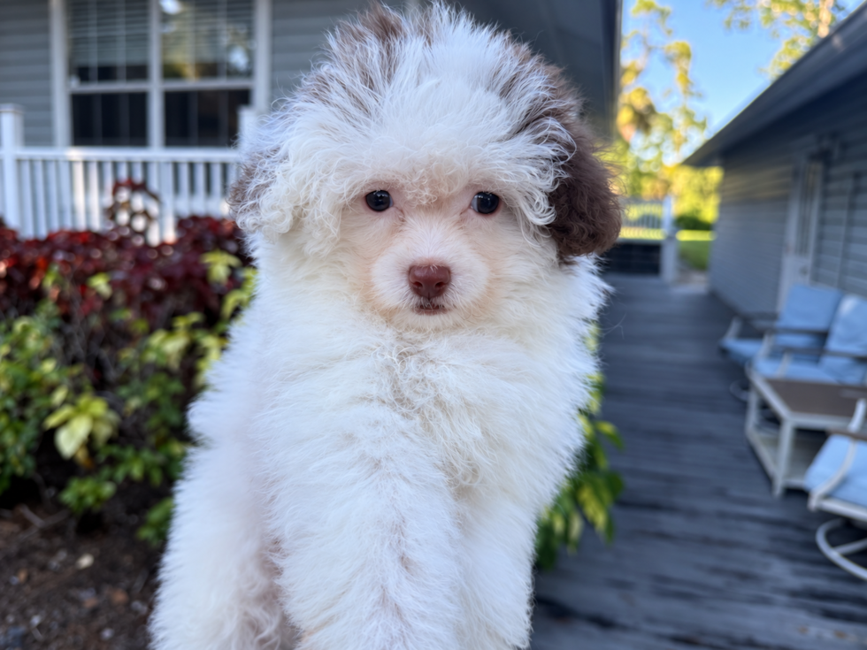 Best Maltipoo Baby