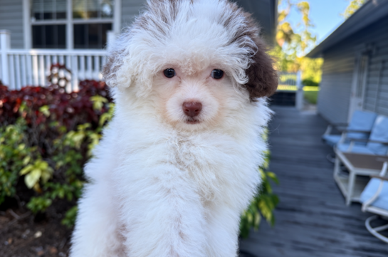 Best Maltipoo Baby