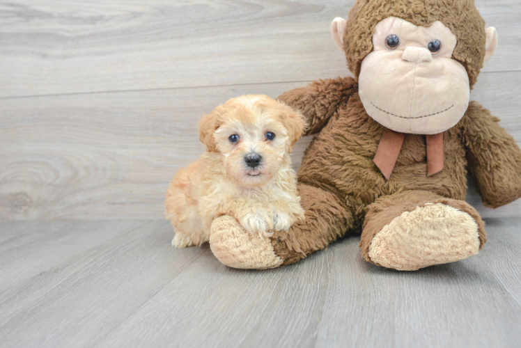 Playful Maltepoo Poodle Mix Puppy